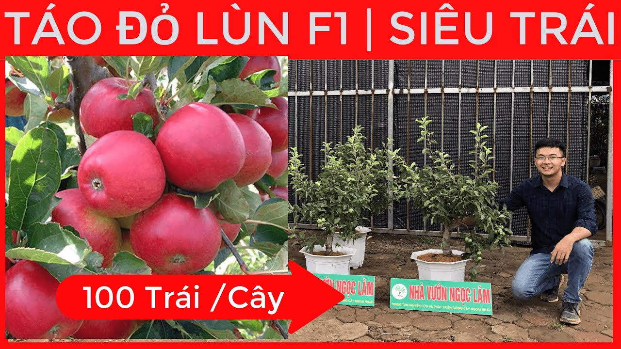 CÂY TÁO ĐỎ LÙN F1 Siêu Trái Và 10 loại Cây Ăn Qủa Độc Lạ HÓT NHẤT 2022 | Đt/Zalo 0923916866