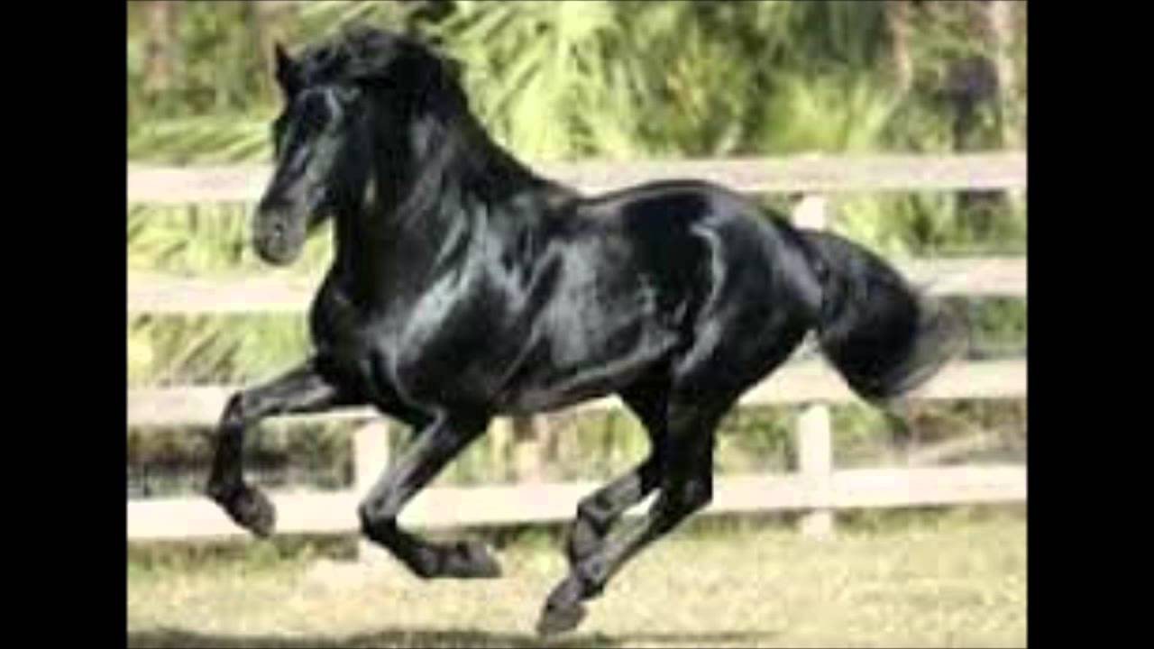 Plemena kon&iacute; #4- Fr&iacute;sk&yacute; kůň