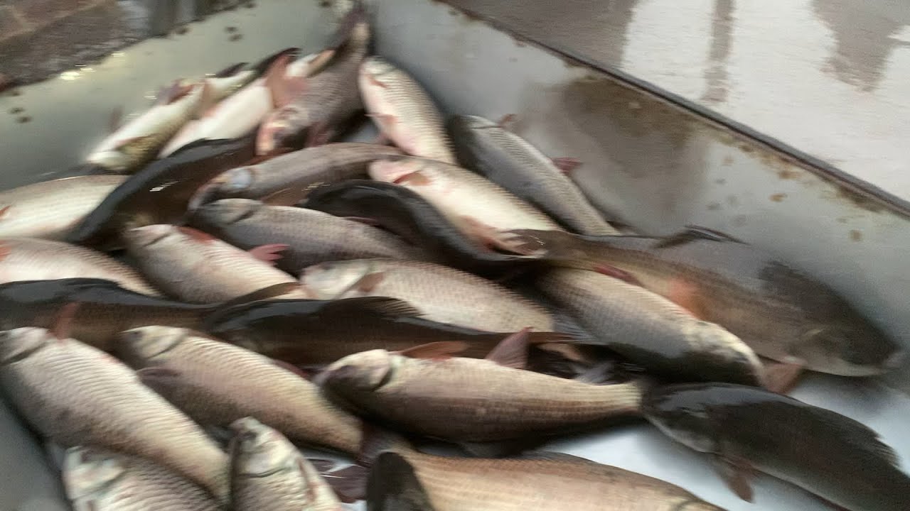 wow big big size Roifish selling live skills expert fish seller in Fishmarket 