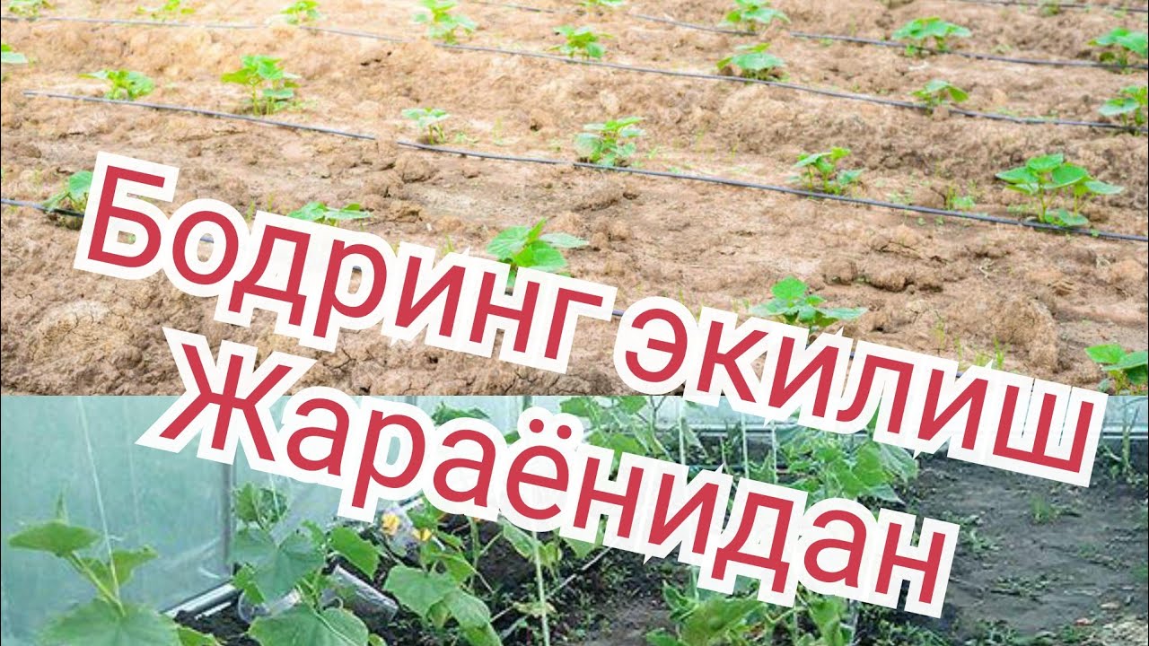 35.  BODRING YETISHTIRISHni boshladik(экилиш жараёни)