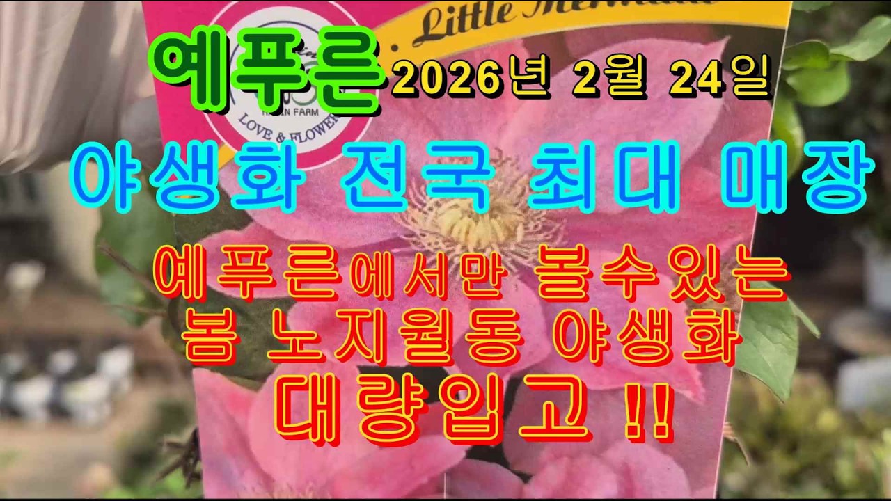26년2 24) 봄 야생화 전국최대 매장