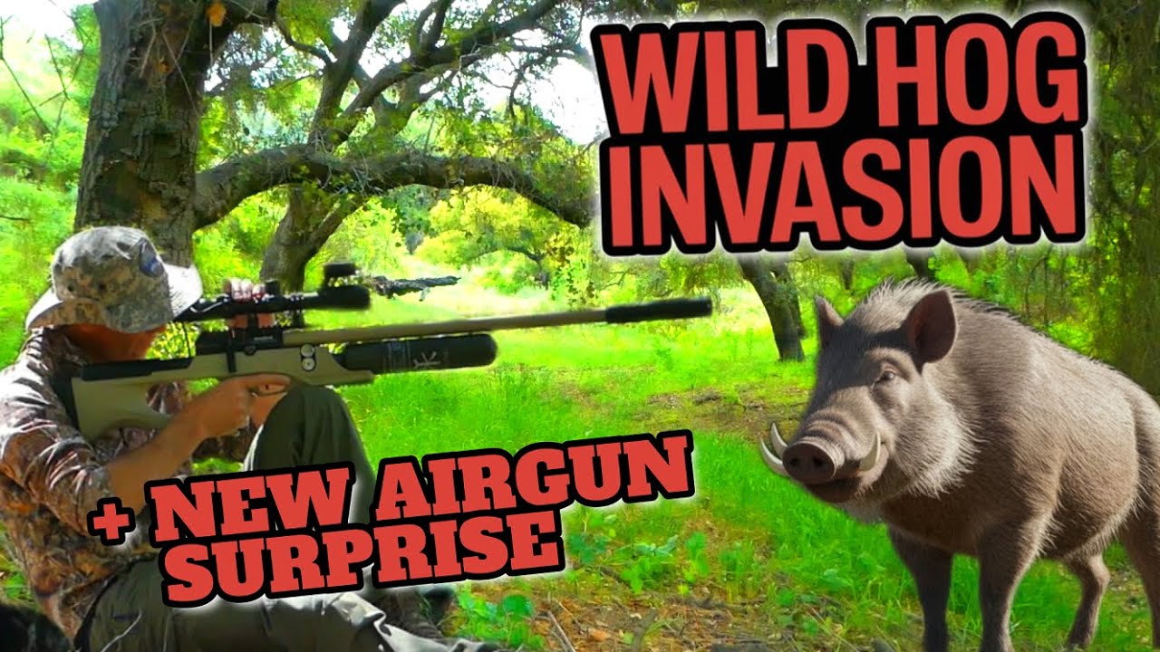 Airgun Hunting Action on Feral Hogs and Rabbits with a surprise!