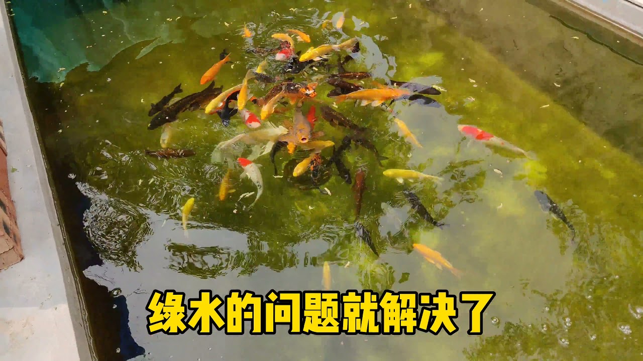 鱼池绿水治理成功！仅一处小细节，转败为胜，这些经验你收好