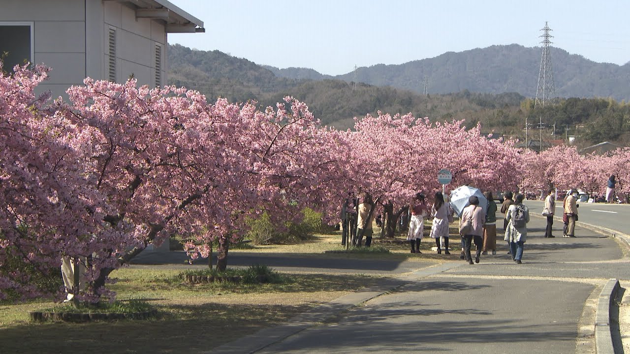 約300ｍの満開の河津桜ロード　見頃は3月20日ごろまで　香川・東かがわ市の湊川沿い