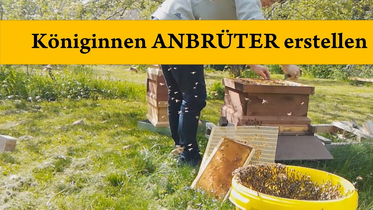 Königinnen vermehren Teil 1 - Anbrüter / Starter bilden - Sammelbrutableger