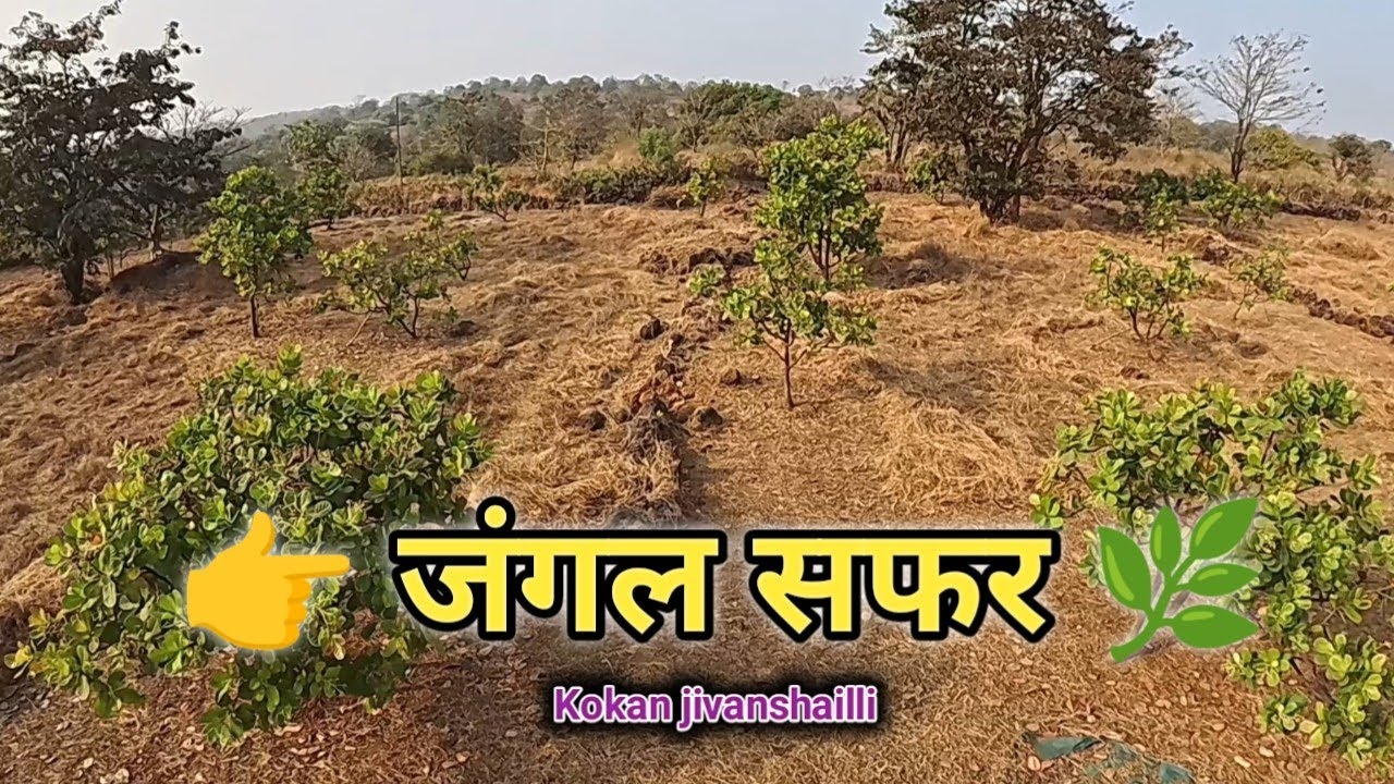 गावाकडची काजू आंब्याची बाग | जंगलातील भन्नाट दृश्ये