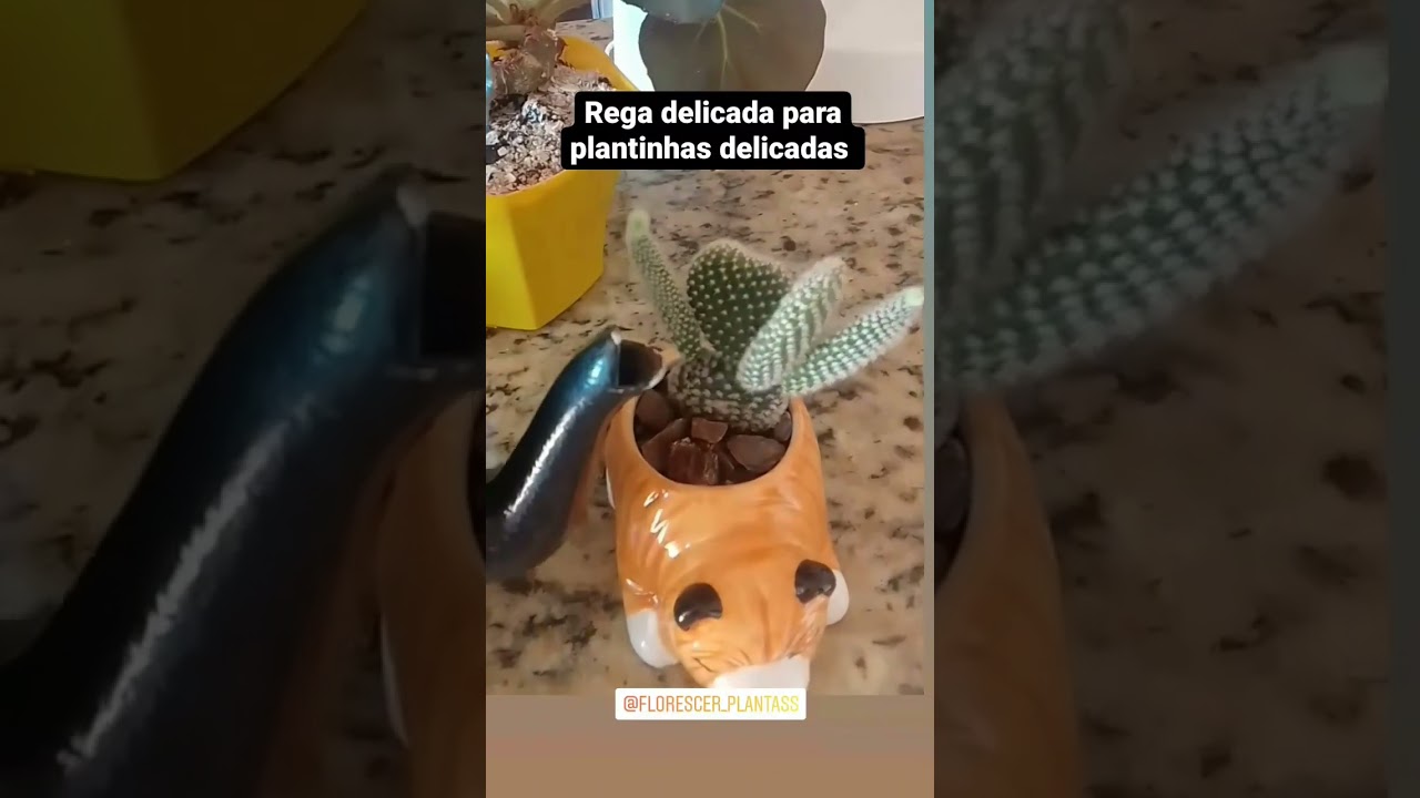 Voc&ecirc; sabe como regar corretamente suas plantas? Fica ligado nos nossos v&iacute;deos que vc vai descobrir!