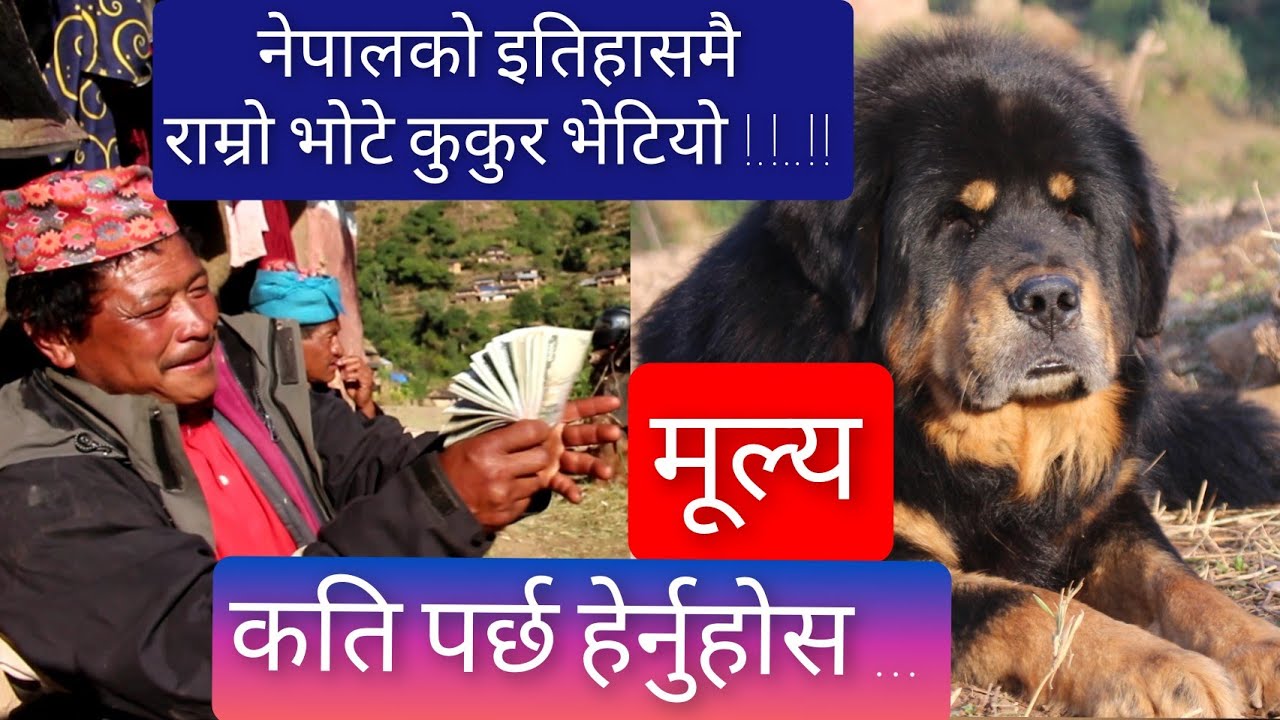 नेपालको अहिले सम्मकै एकमात्र गुणस्तरीय भोटे कुकुर ||  Tibetan Mastiff In Nepal || Beauty Nature