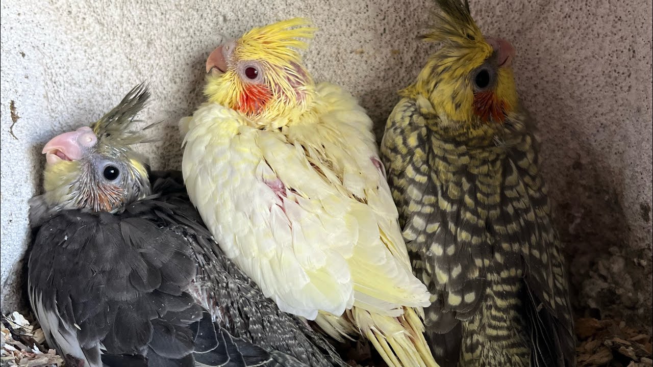 2025 Son Video / -8 Derece Salma Papağan Kafesi Son Durum / Heryer Buz 