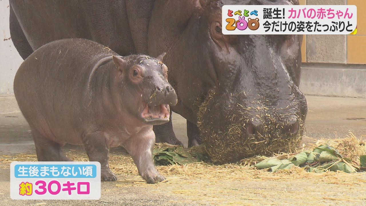 生まれたばかりのカバの赤ちゃん