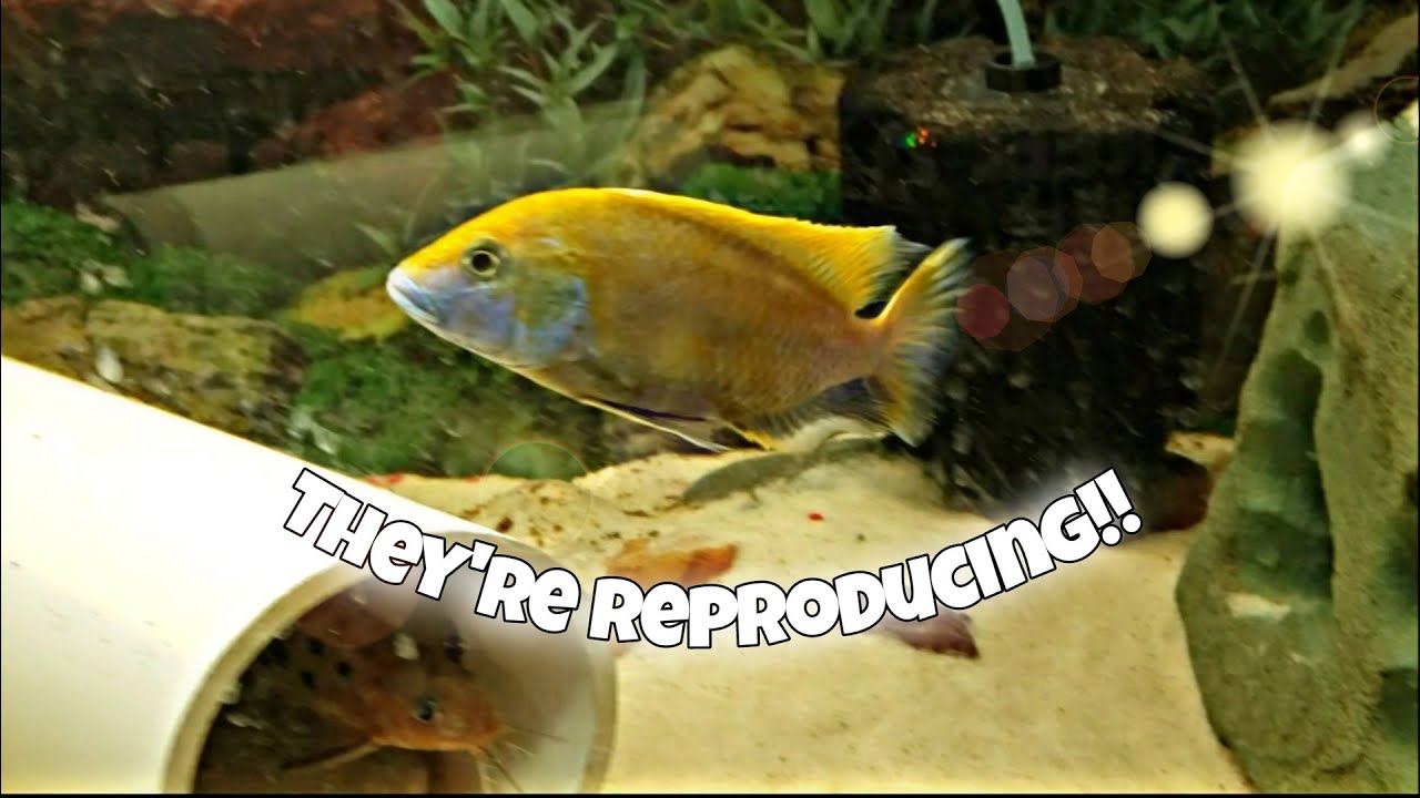 Nimbochromis Venustus Breeding