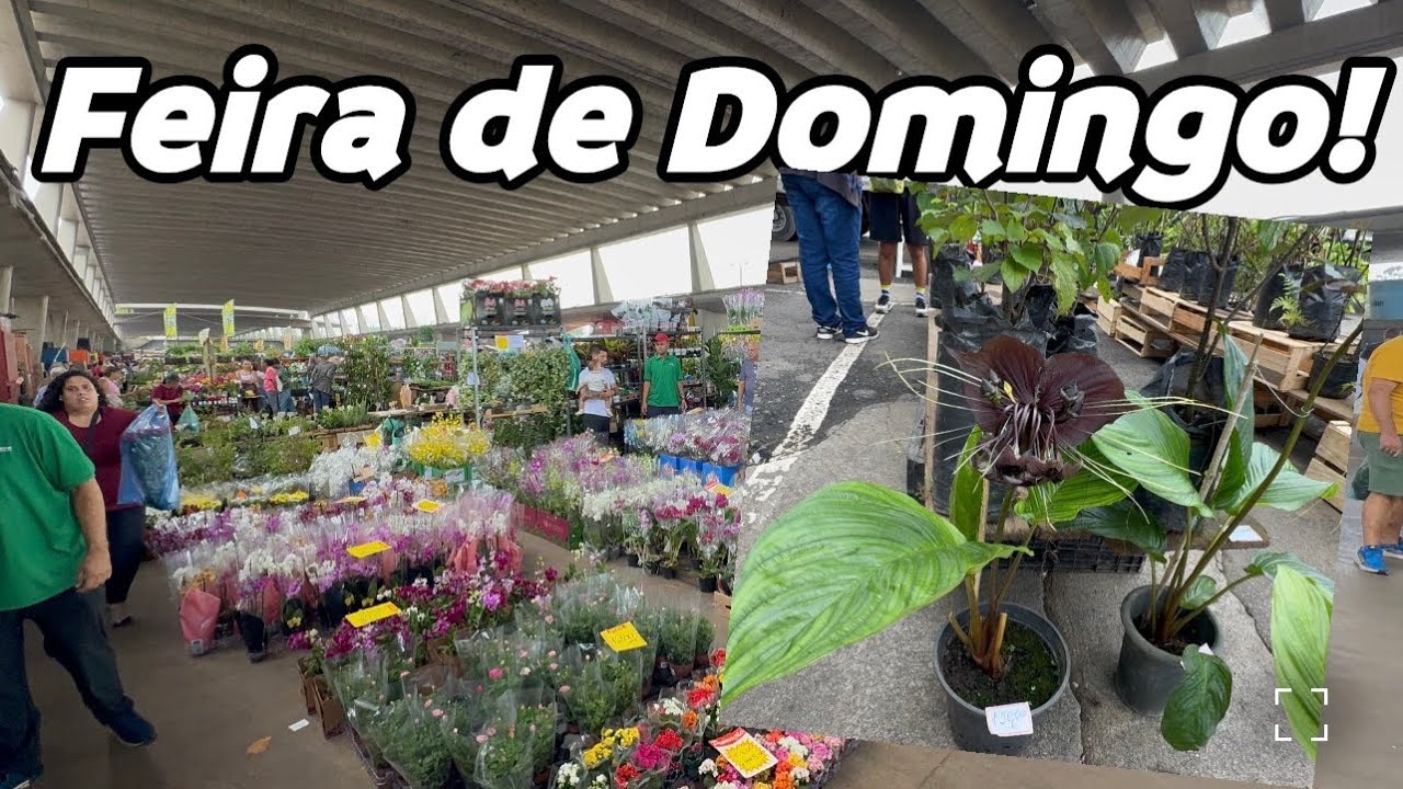 Feira De Domingo Com promo&ccedil;&otilde;es! 