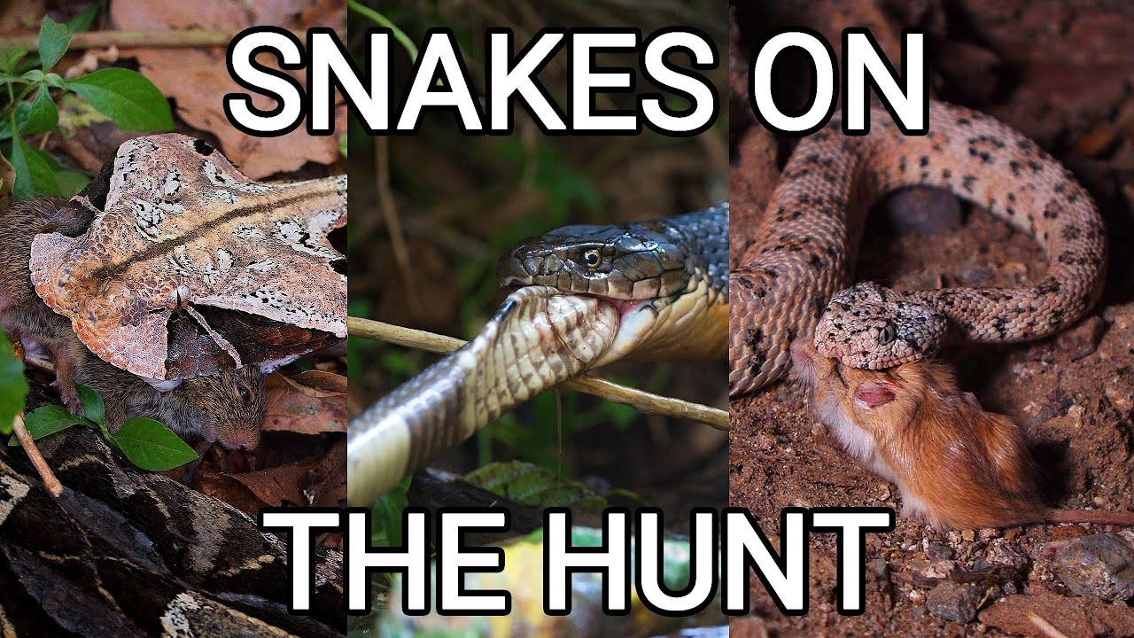 Snakes on the hunt, venomous King cobra, rattlesnake, pit viper, Gaboon viper, Grass and Dice snake