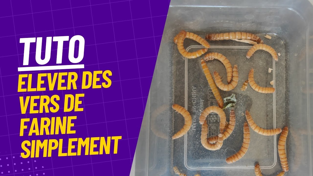 💥FOURMIS & TUTOS💥- Comment élever des vers de farine en 3min avec Ants&Max