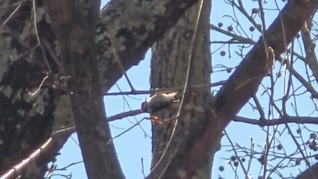 Downy Woodpecker 