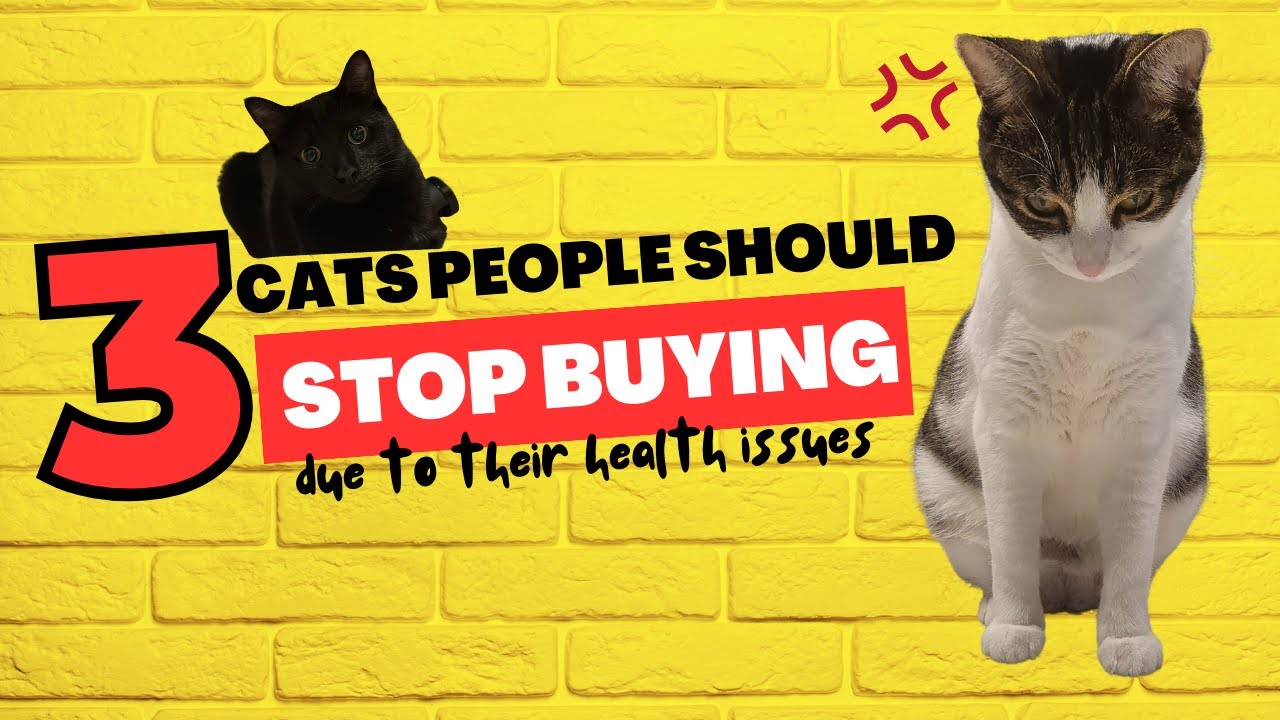 3 Cat Breeds People Should Stop 