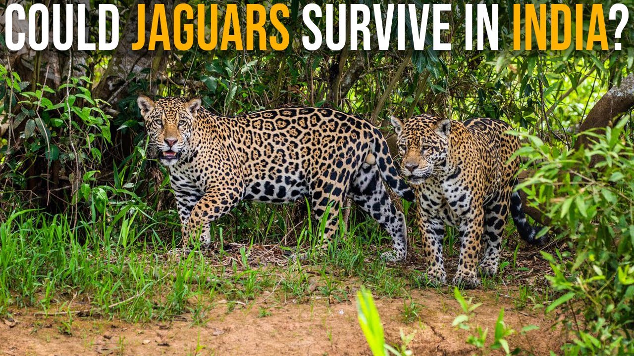 Смогут ли ягуары выжить в Индии?