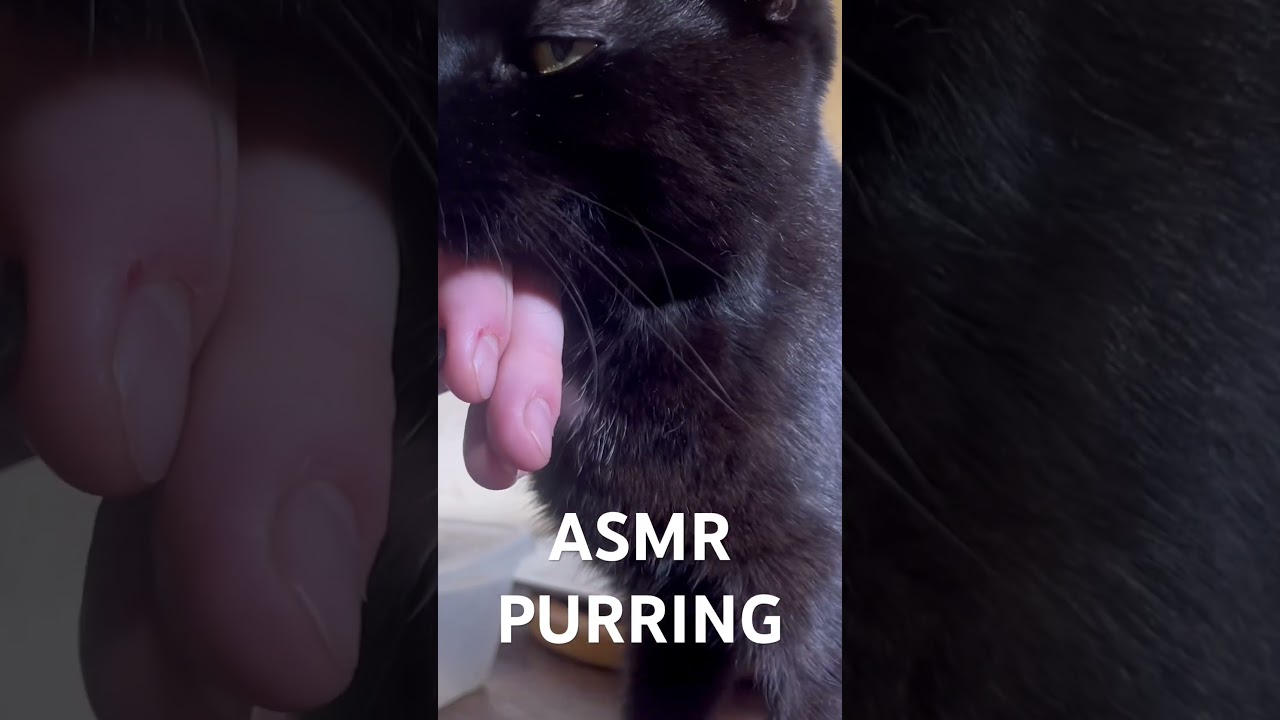 ASMR purring. Cat Purring for Relaxation. Sweet Cat lady Lakshmy purring. Cute cat video 2024