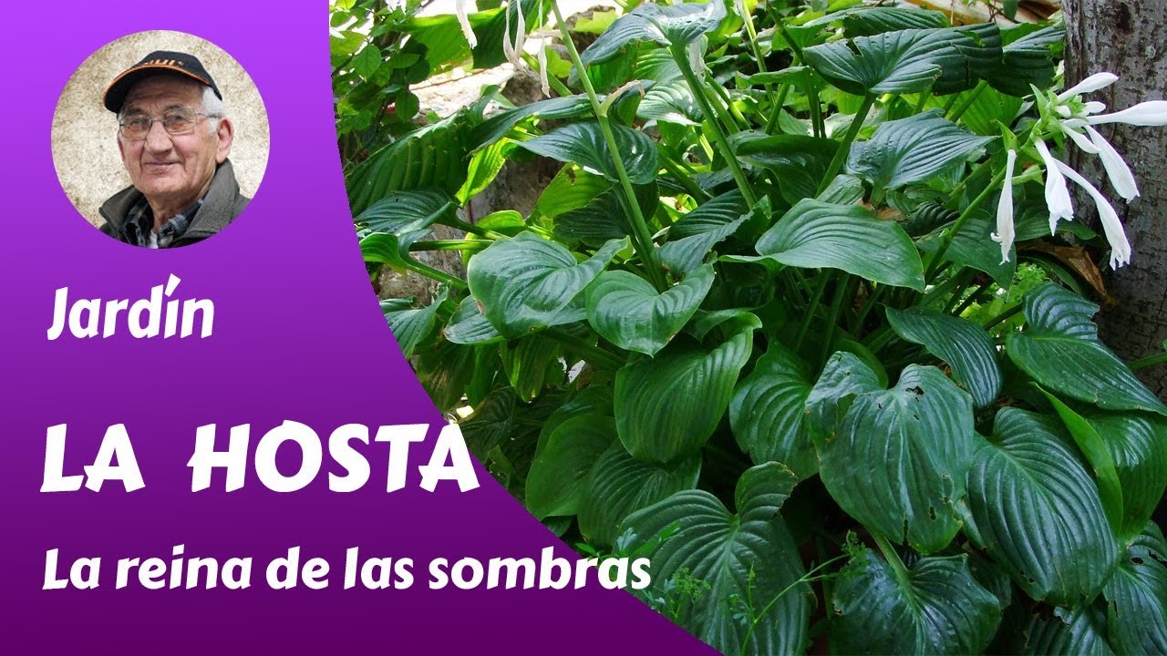 La Hosta, La reina de las sombras