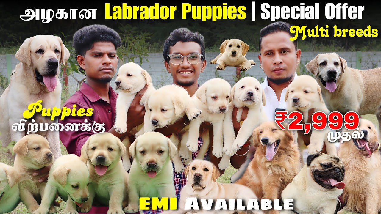 இவ்வளவு கம்மியா?? | Cute Labrador Puppies|Multi Breeds|EMI Facility|Best Price| For sale|