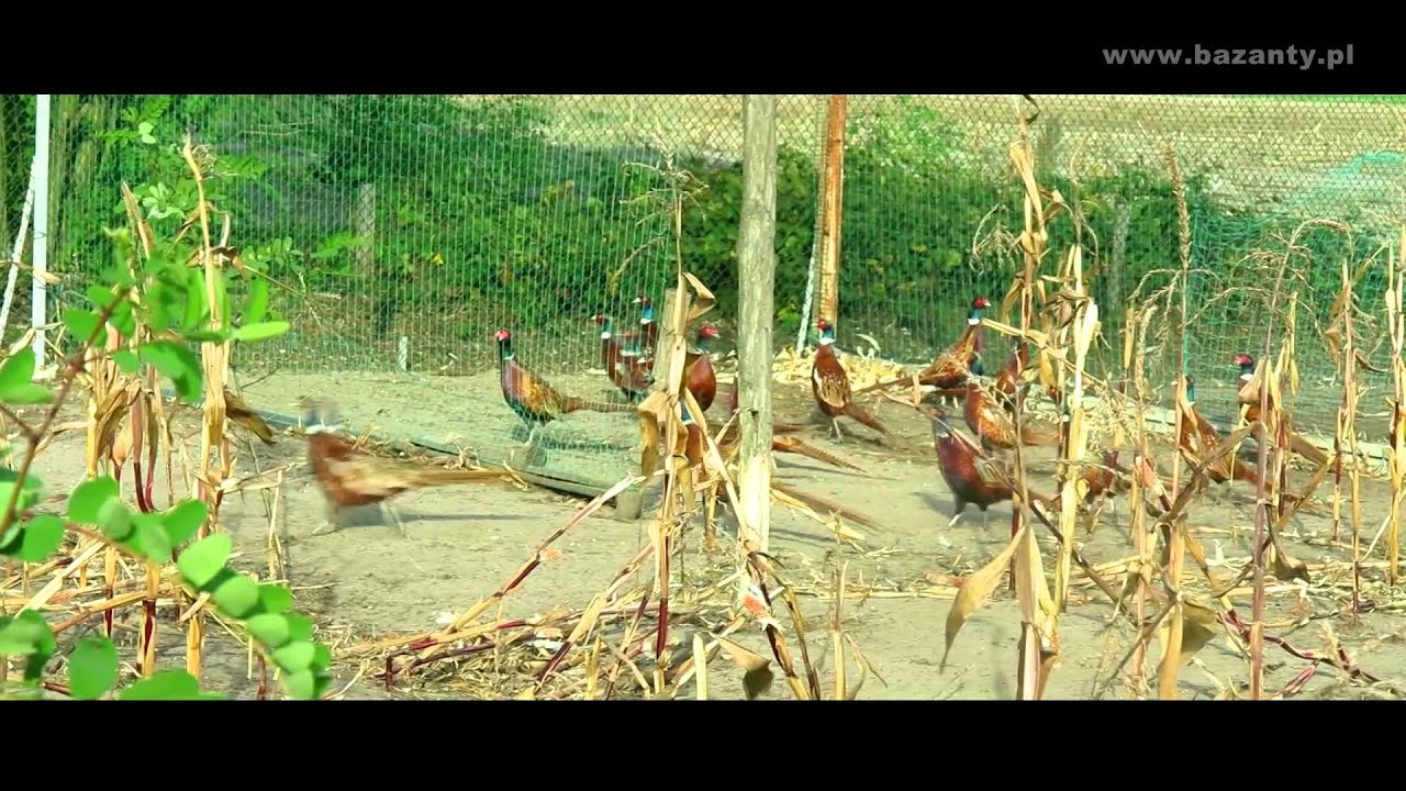Bażanty Łowne - Hodowla w Klonie