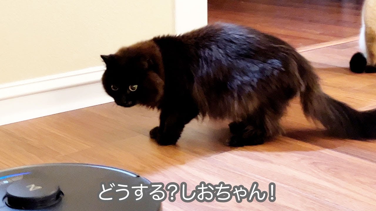 お掃除ロボットを初めて見たしおちゃんの反応は？