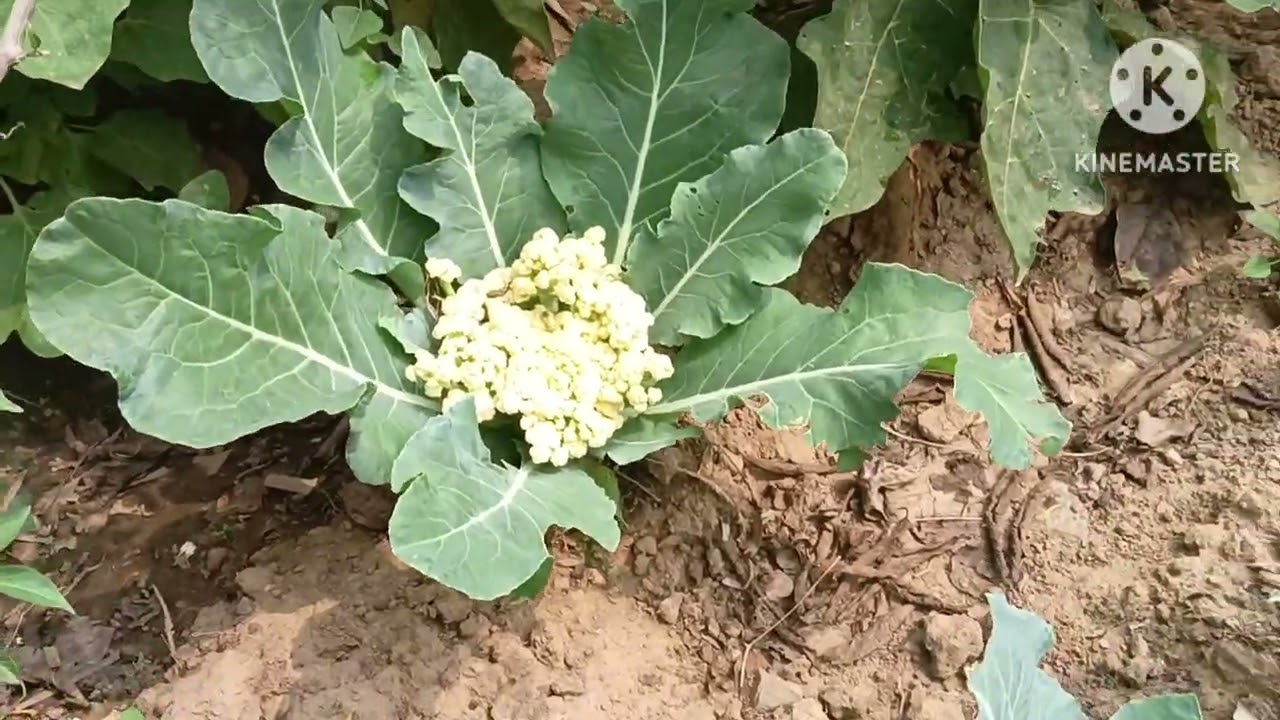 🍅🫛Taja sabji blog video 2026/🥦🍐/santali blog 2026/#ramdassvlog/ ❤️upcoming new santali blog video 🌹
