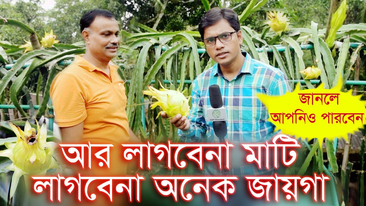 কিভাবে সহজেই আপনিও করতে পারেন | ড্রাগন চাষে লাগবেনা কোন মাটি | ছাদে ৬০০ ড্রাগন চাষ নোয়াখালীর সোনাপুর