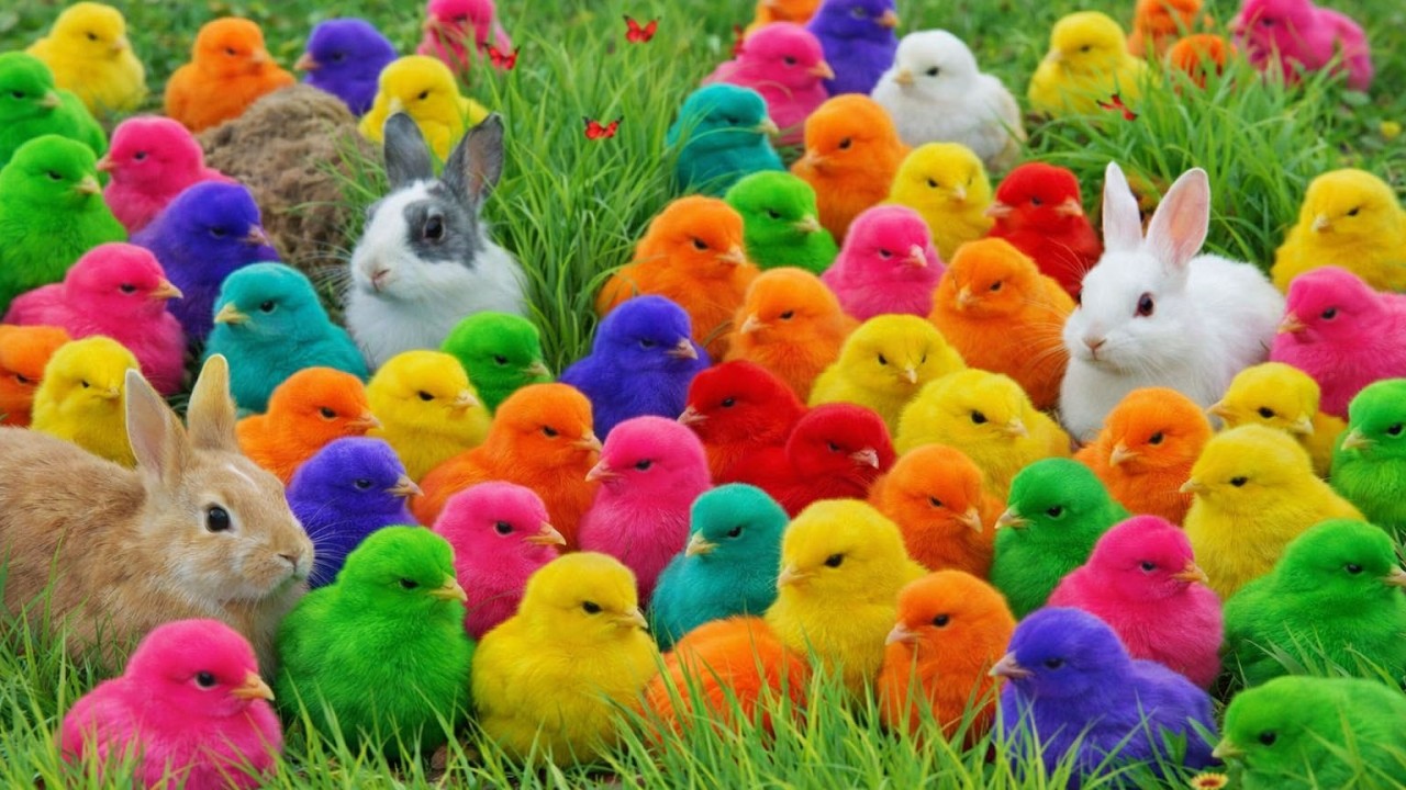 LIVE Chick Madness! Too Adorable to Handle! 💛