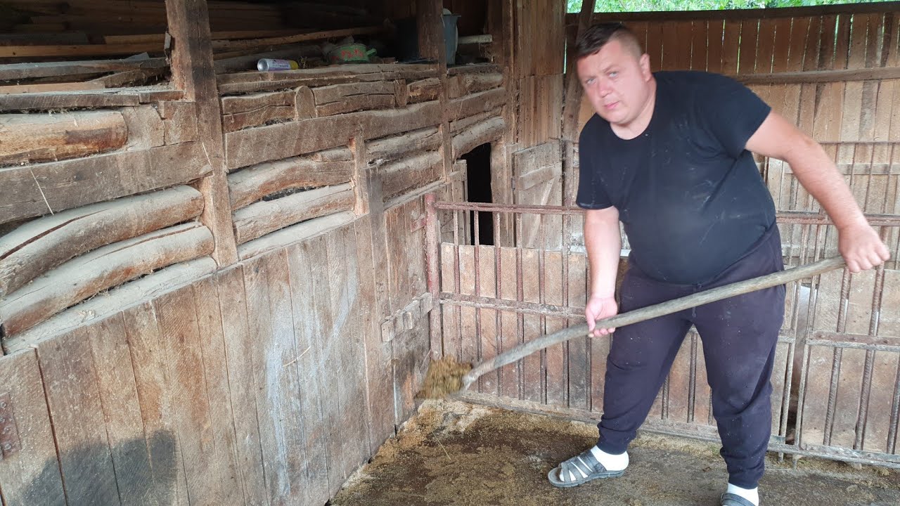 ‼️CUM INVĂTAM ‼️PORCUL( PORCII )SĂ IȘI FACĂ NEVOILE IN ACELASI LOC‼️