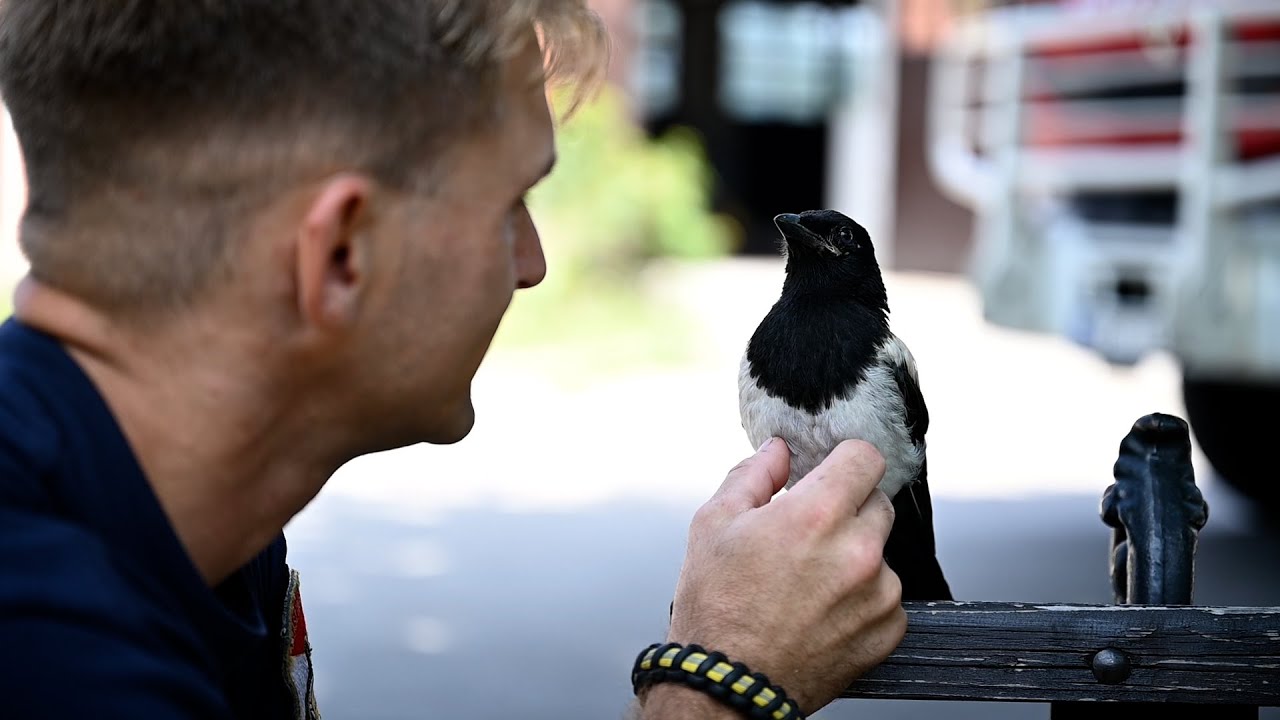 Szikra a szarka