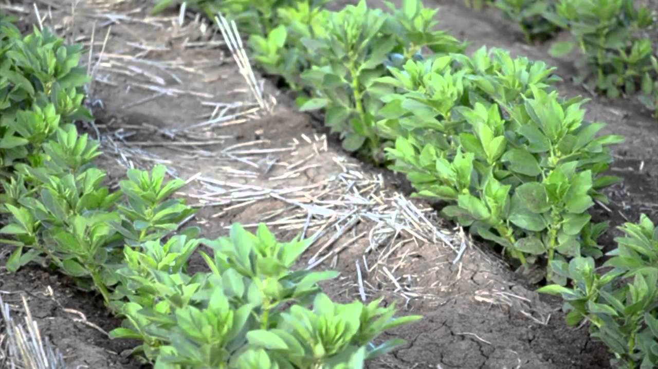 Over the Fence North: Legume solution to rising fertiliser costs