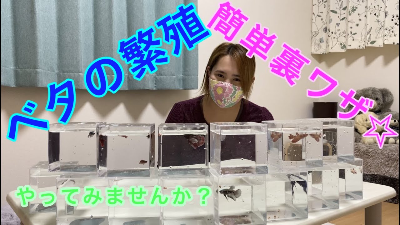ベタの繁殖☆簡単裏ワザ☆