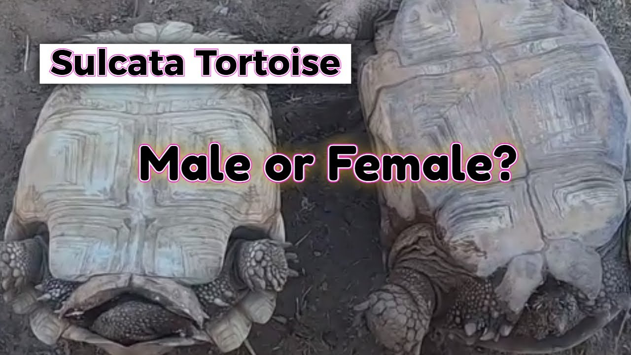 How to Tell If a Tortoise Is Male or Female