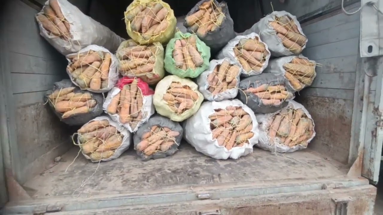 BOG'OT DEXKAN BAZAR GASHIR NARXLARI
