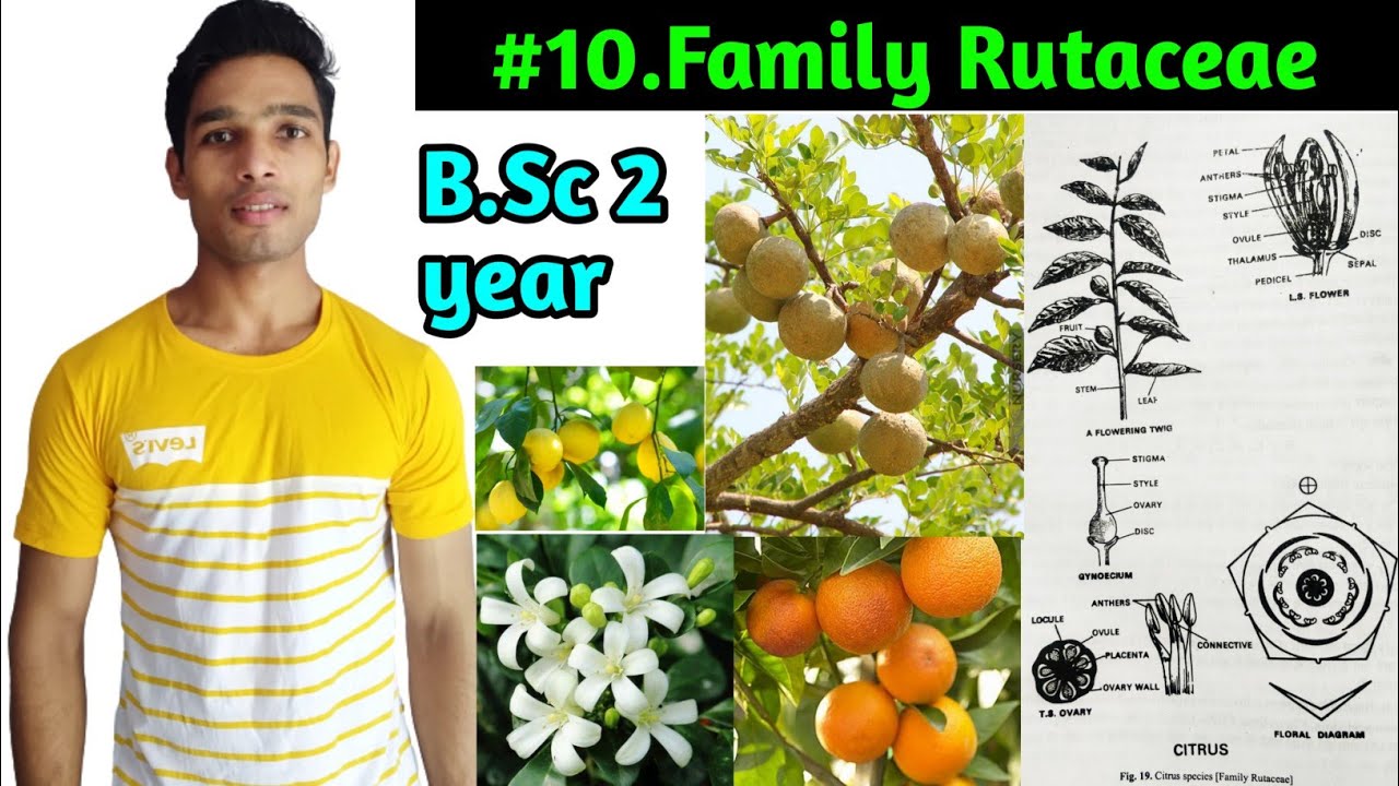 Family Rutaceae||Floral character and Formula||Economic importance||B.Sc 2 year