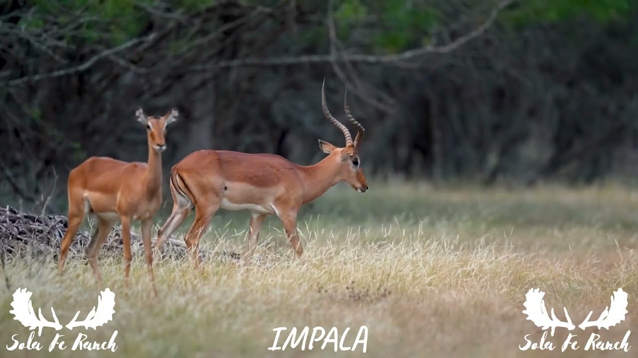 Exploring Impalas: African Wildlife Conservation, Safari Photography, and Texas Habitat Management