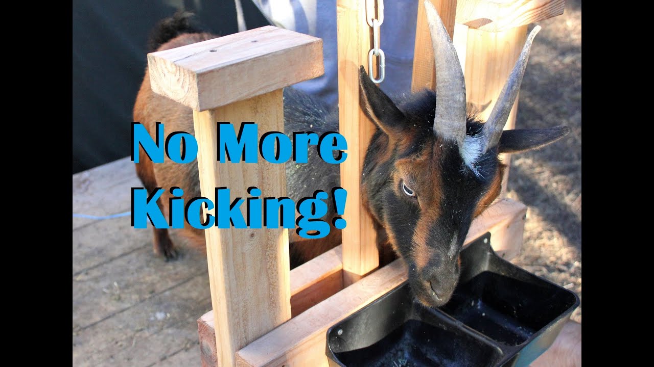 Hobbling Goats On The Milk Stand