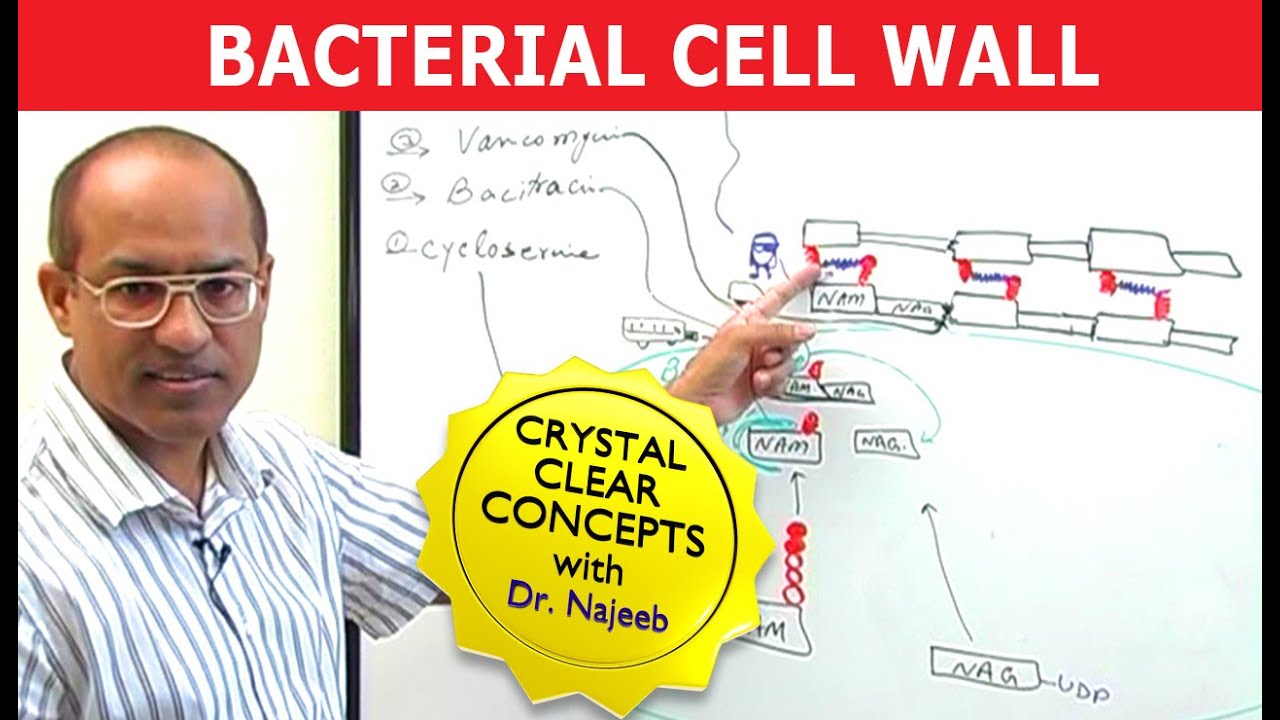 Bacterial Cell Wall