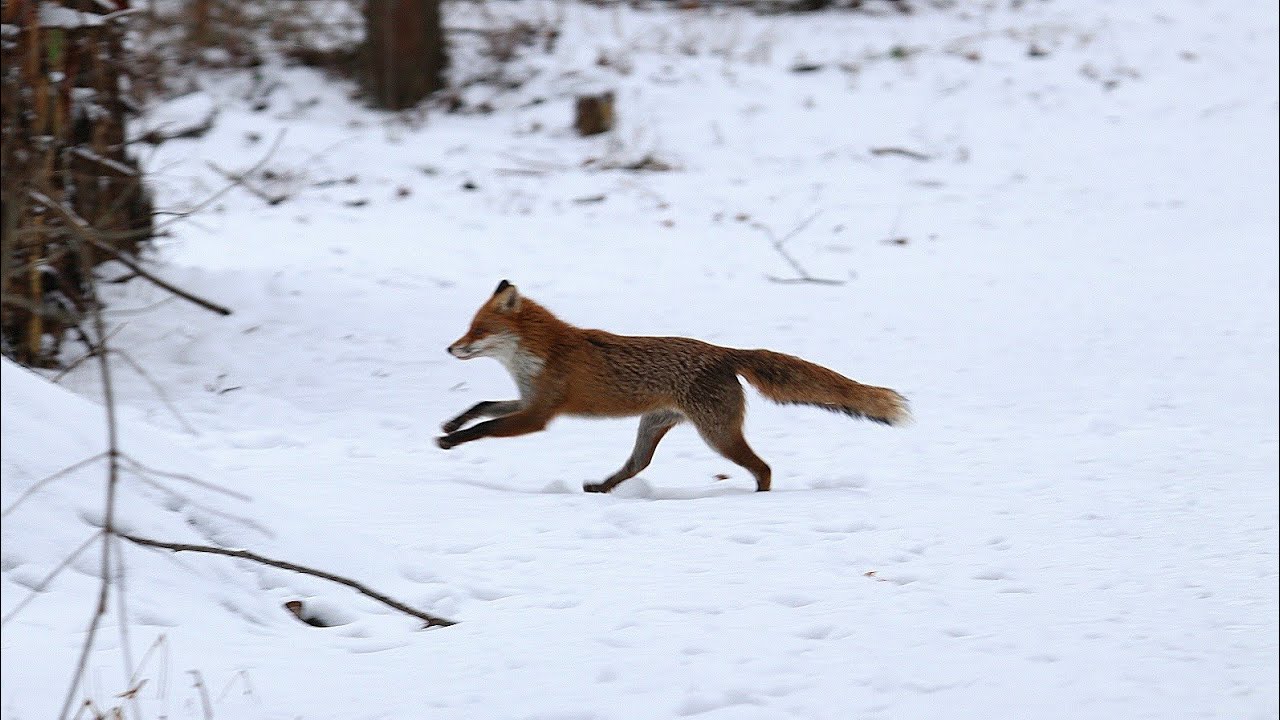 Ranzzeit beim Fuchs-Kämpfende Füchse-
Fighting Foxes