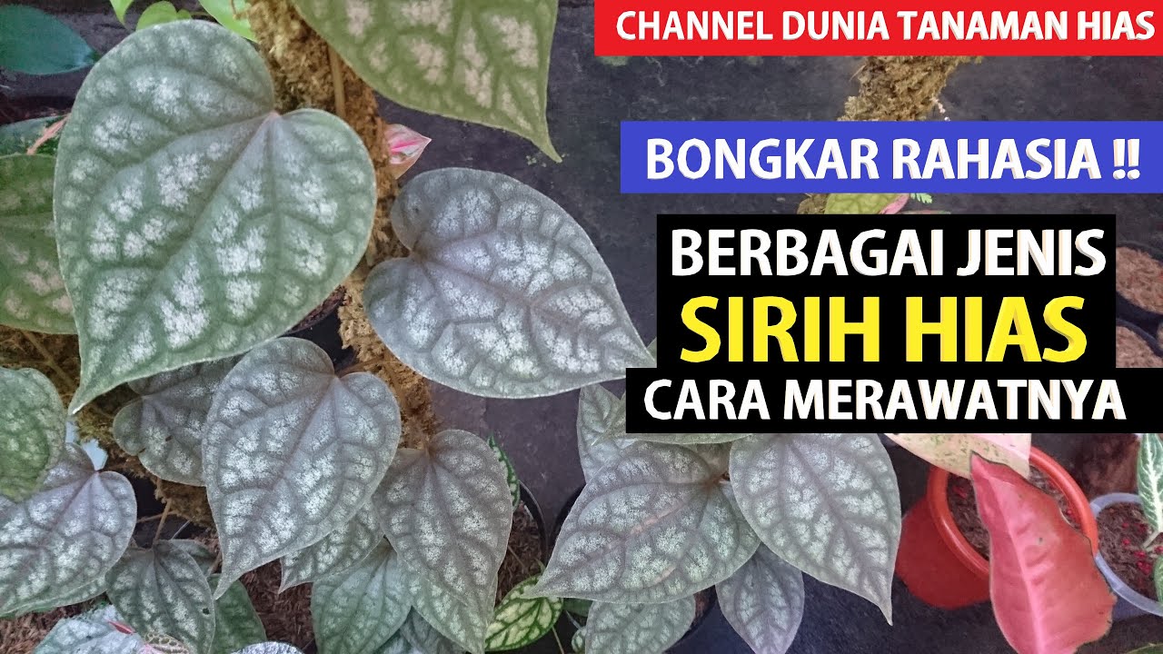 Eps 268 Begini Perawatan Mudah Berbagai Jenis SIRIH HIAS, Ada Koleksi Terbaru !!