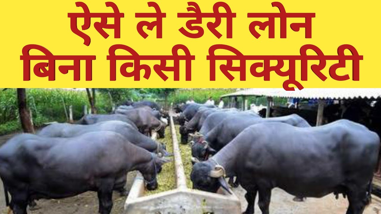 ऐसे मिलेगा पशुपालन लोन|How to get #Loan Subsidy For Dairy Farm from Nabard|Mudra loan