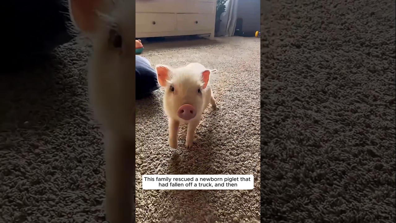 This family rescued a newborn piglet that had fallen off a truck and then