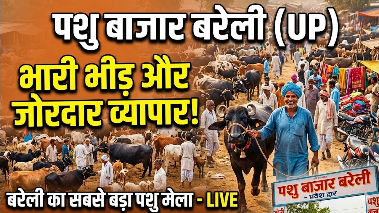 20लीटर दूध देने वाली भैंस ब्रहस्पतिवार बाजार उत्तर प्रदेश बरेली मुर्रा भैंस 