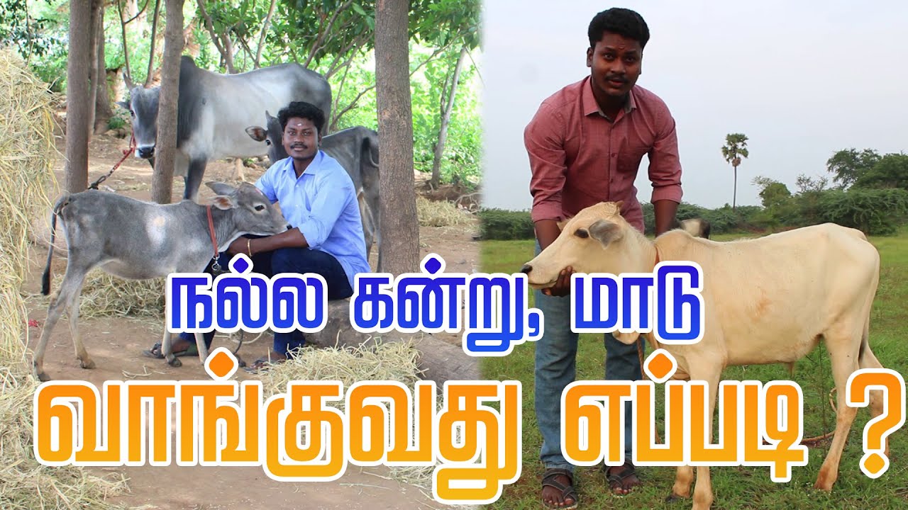 How to Select Fearless Jallikattu Bulls | Jallikattu Best Bull Selection | VeeraRam Vlogs