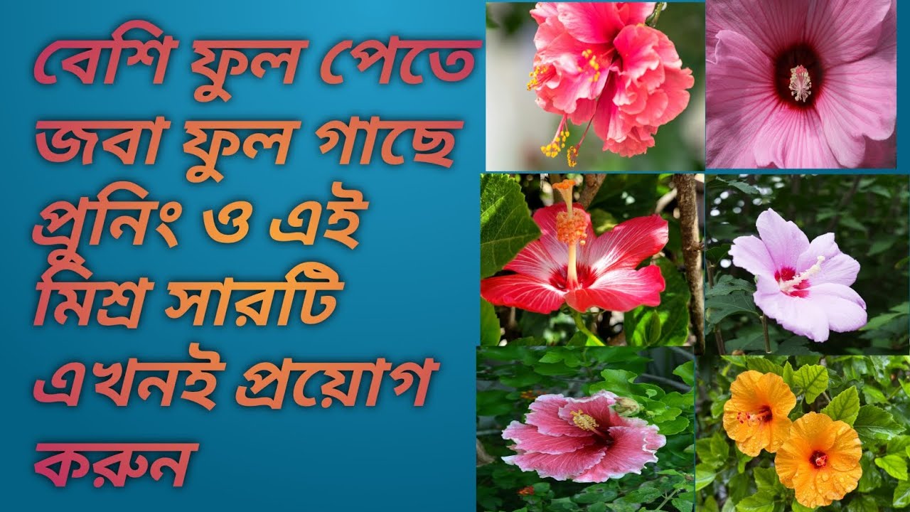 জবা ফুল গাছে প্রুনিং করার পর কোন মিশ্র সারটি প্রয়োগ করতে হবে 