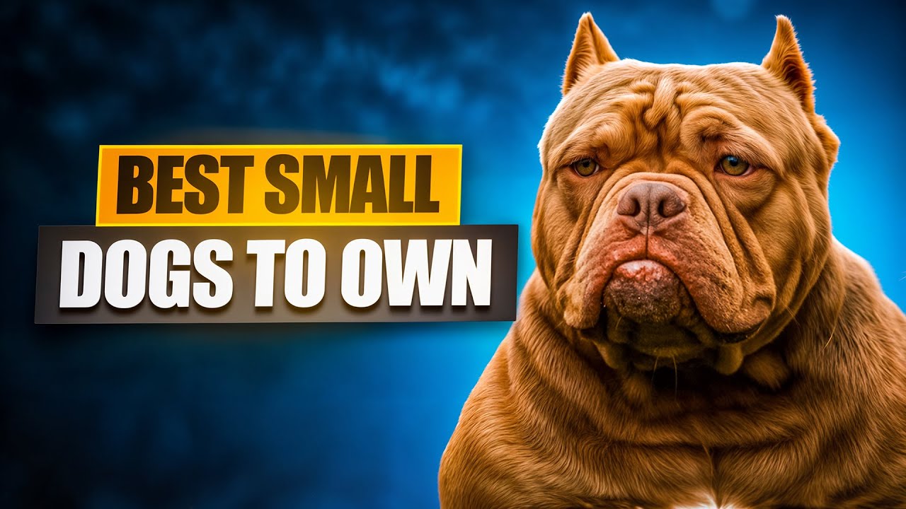 Why Micro & Pocket Bullies Are The Best Small Breed Dogs To Own