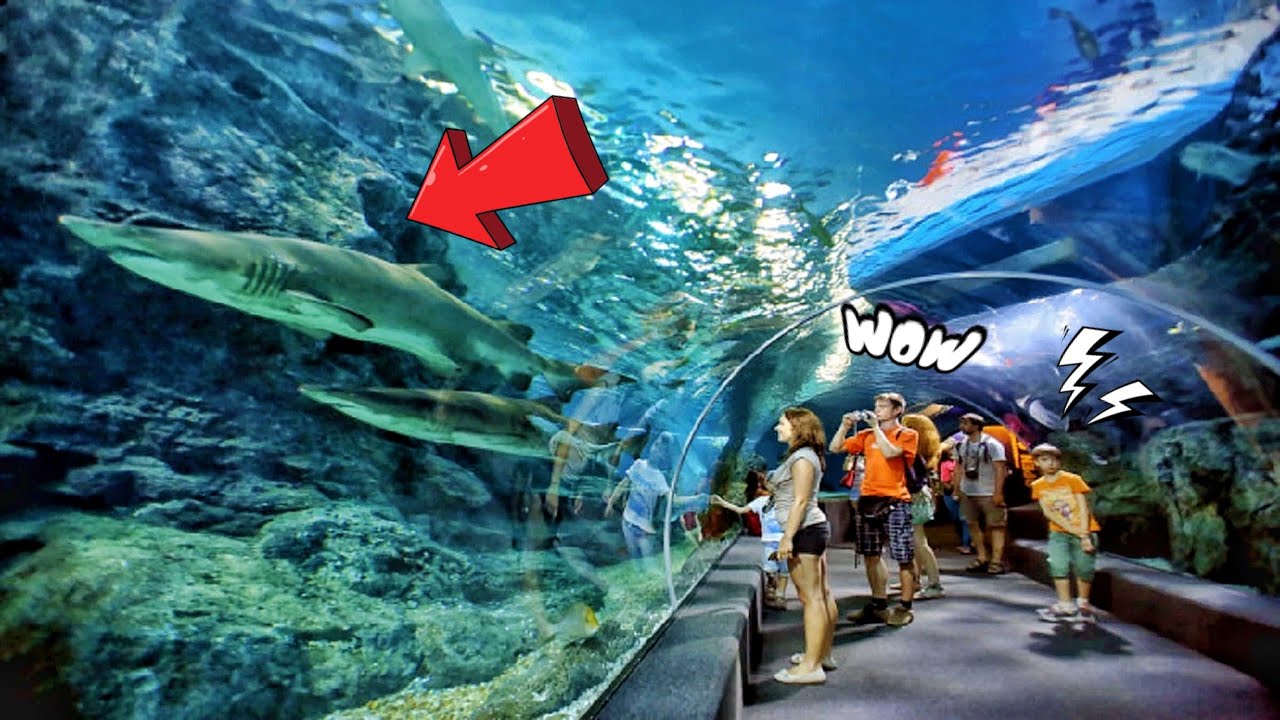 ผจญภัยโลกใต้ทะเล! 🦈 | อควาเรียมพารากอน