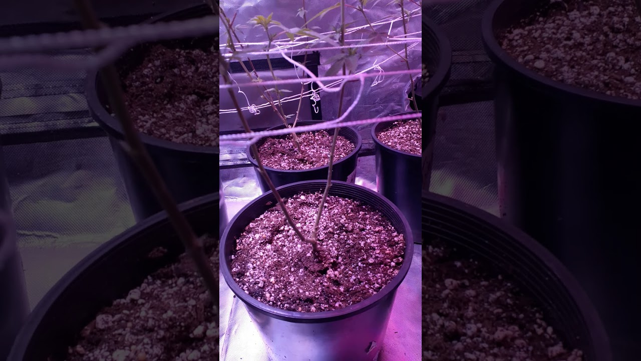 Og  kush by Nirvana seeds/chemdawg 2&times;4 week 2 flower day 14 after 12\12 flip
