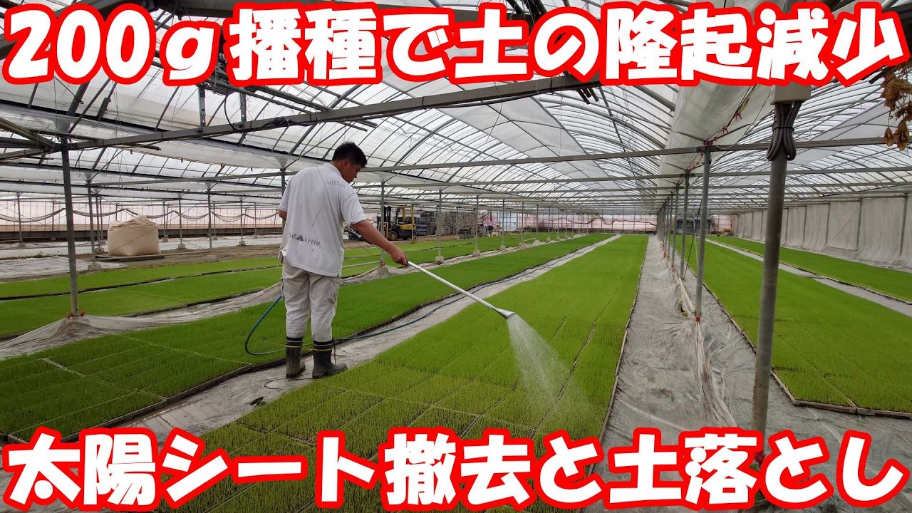 苗が3～4㎝に生長したのでタチガレエースで土落とし。
